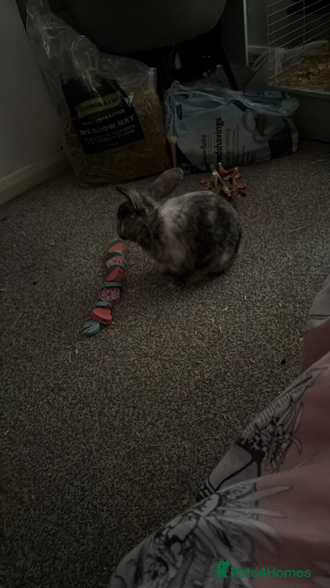 Mixed Breed rabbits for sale: Male rabbit for sale in Manchester - Advert 3