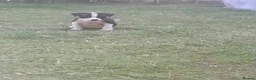 Mixed Breed dogs for sale: 8 Beautiful American Bulldog x Cane Corso in Blyth - Advert 7