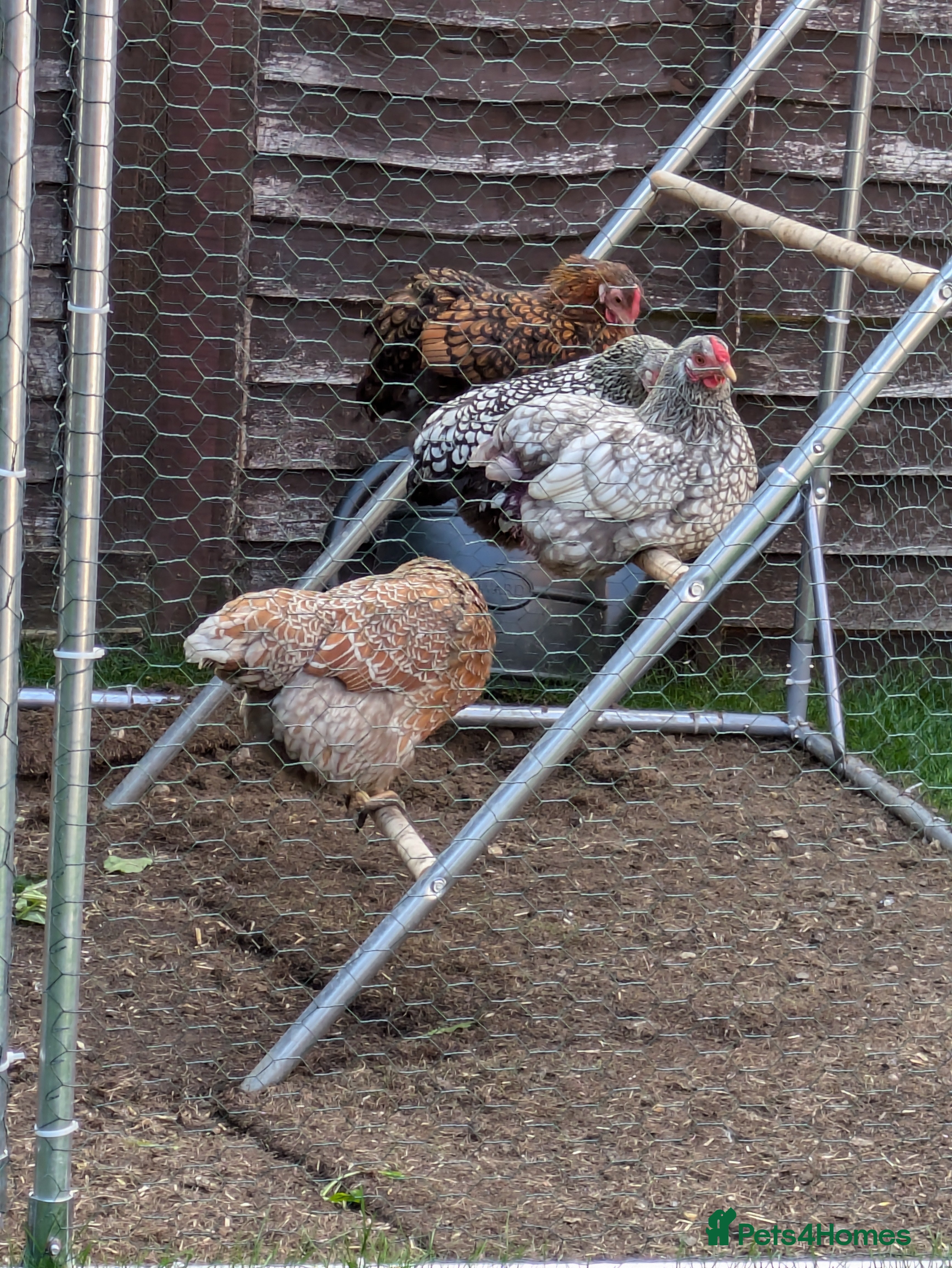 Chickens poultry Free 4 x Wyandotte Chickens  - Advert 1