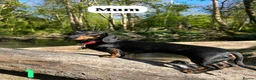 Miniature Dachshund dogs for sale: HEALTH TESTED KC MINIATURE Dachshund PUPPIES - Advert 1