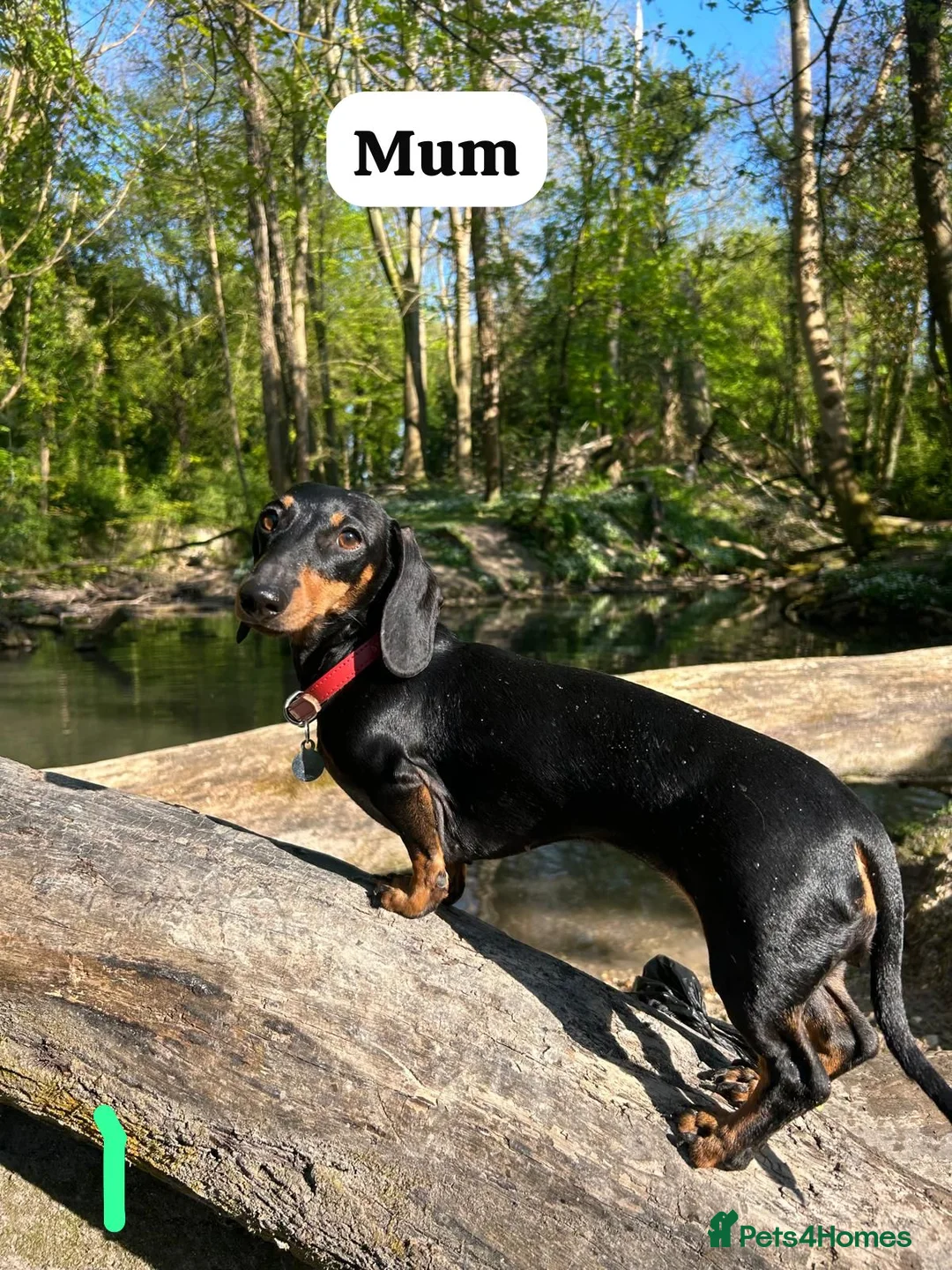 Miniature Dachshund dogs for sale: HEALTH TESTED KC MINIATURE Dachshund PUPPIES - Advert 1