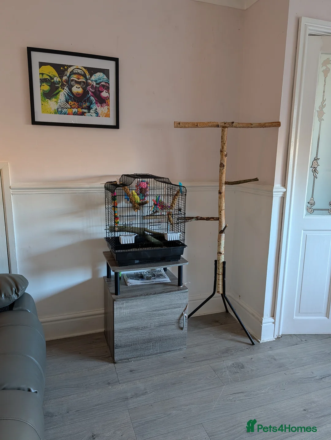 Budgerigars birds for sale: Baby budgie in Saint Helens - Advert 1