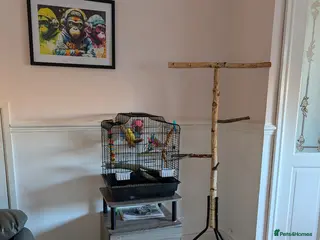 Budgerigars birds Baby budgie - Advert 1