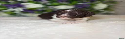 Bernedoodle dogs for sale: F1b health tested bernedoodle pups - Advert 9