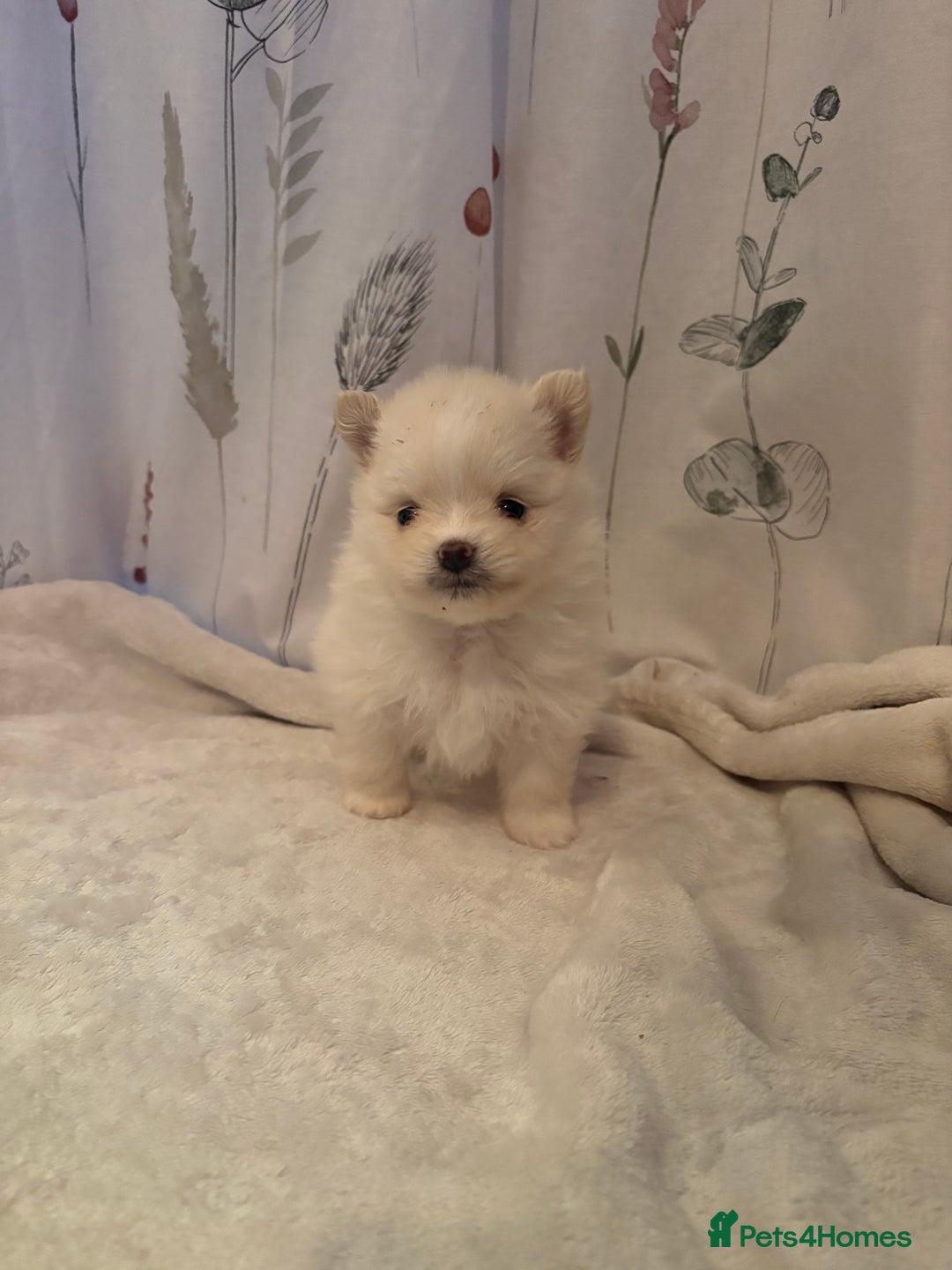 Pomeranian dogs for sale: Beautifu Litter- Russian/Chi Tien Pomeranian Pups - Advert 31