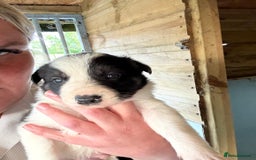 Border Collie dogs for sale: Beautiful Border Collie Puppies - Image 3