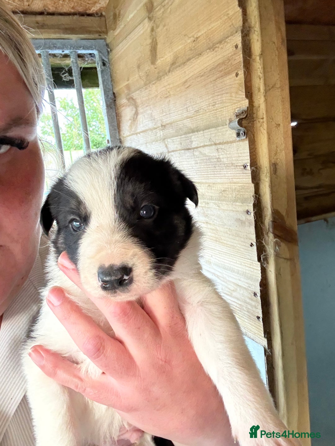Border Collie dogs for sale: Beautiful Border Collie Puppies - Image 3
