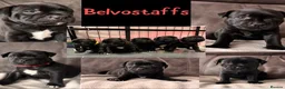 Staffordshire Bull Terrier dogs for sale: 🥇 A true litter of champions 🥇 in Rochester - Advert 17