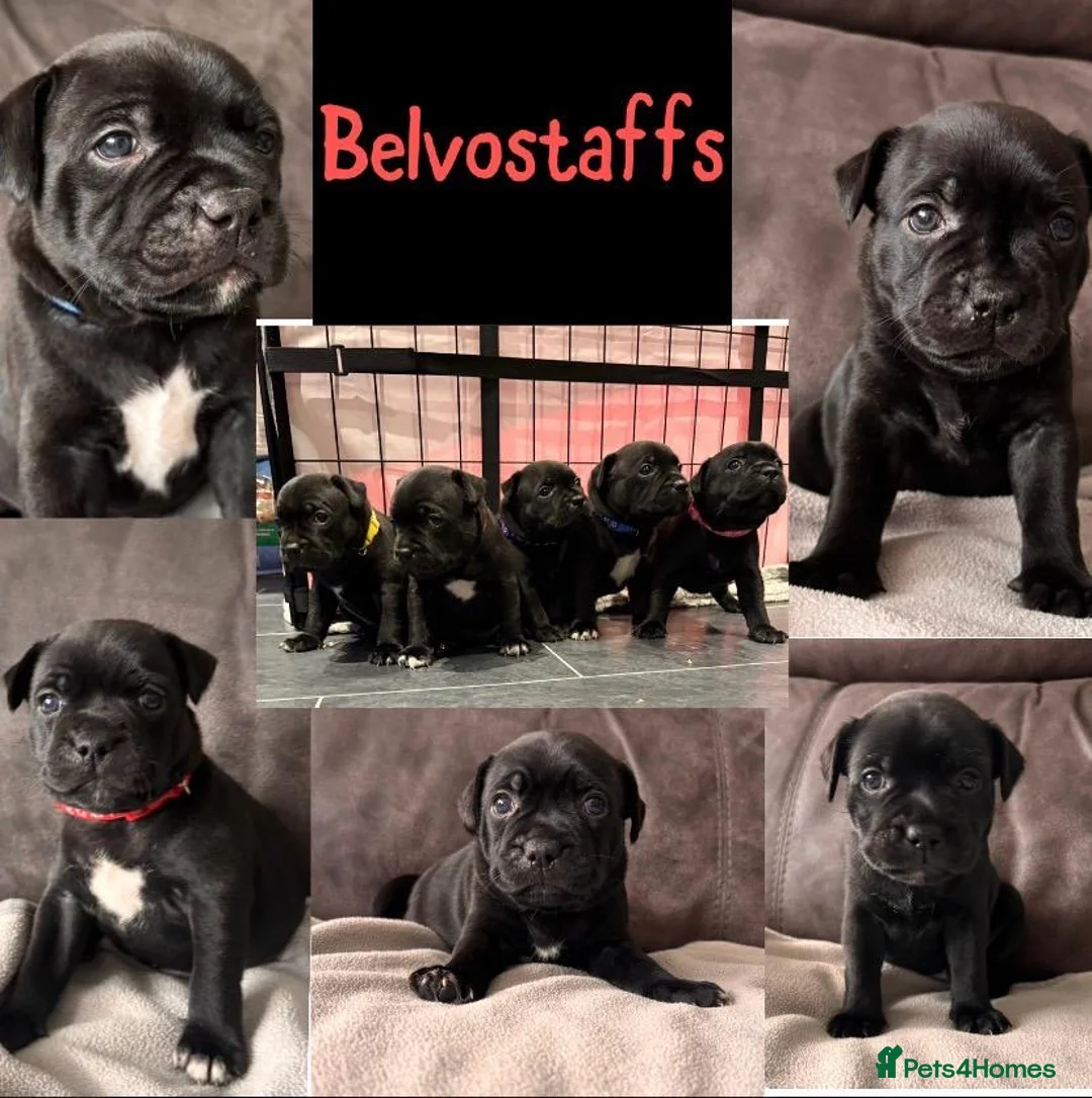 Staffordshire Bull Terrier dogs for sale: 🥇 A true litter of champions 🥇 in Rochester - Advert 17