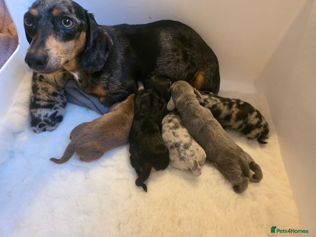 Miniature Dachshund dogs for sale: Amazing miniture dachshund puppies  - Image 20