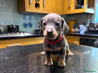 Miniature Dachshund dogs Miniature dachshunds - Advert 13