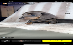 Dachshund dogs for sale: Ready to leave 5th of August  - Image 7