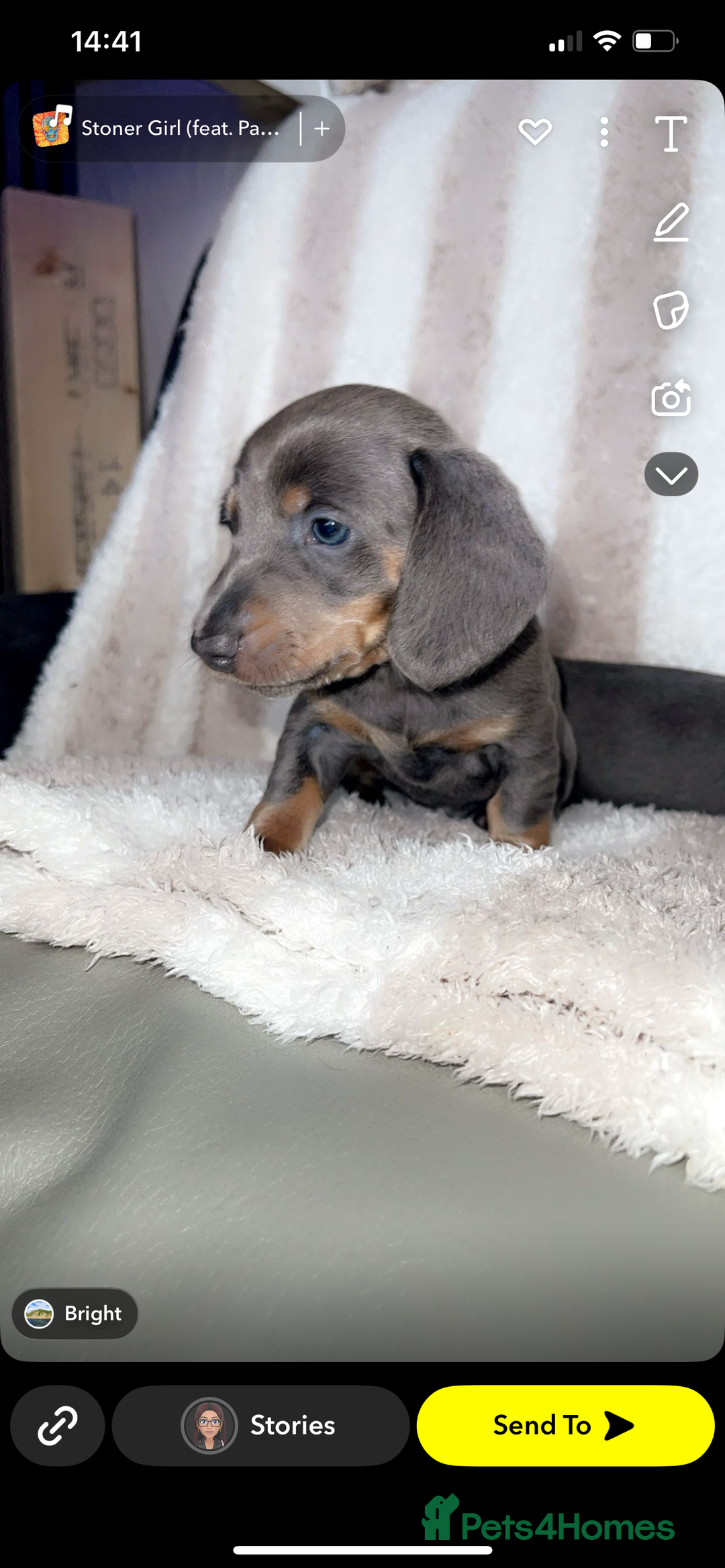 Dachshund dogs for sale: Ready to leave 5th of August  - Image 7