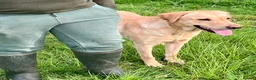 Labrador Retriever dogs for sale: Yellow 18 Month Old Working Lab Dog - Advert 5