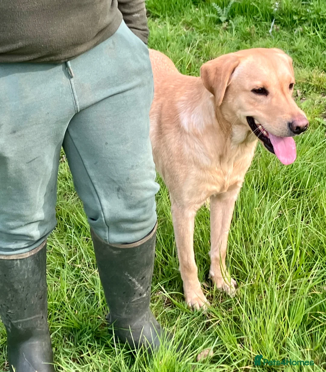 Labrador Retriever dogs for sale: Yellow 18 Month Old Working Lab Dog - Advert 5