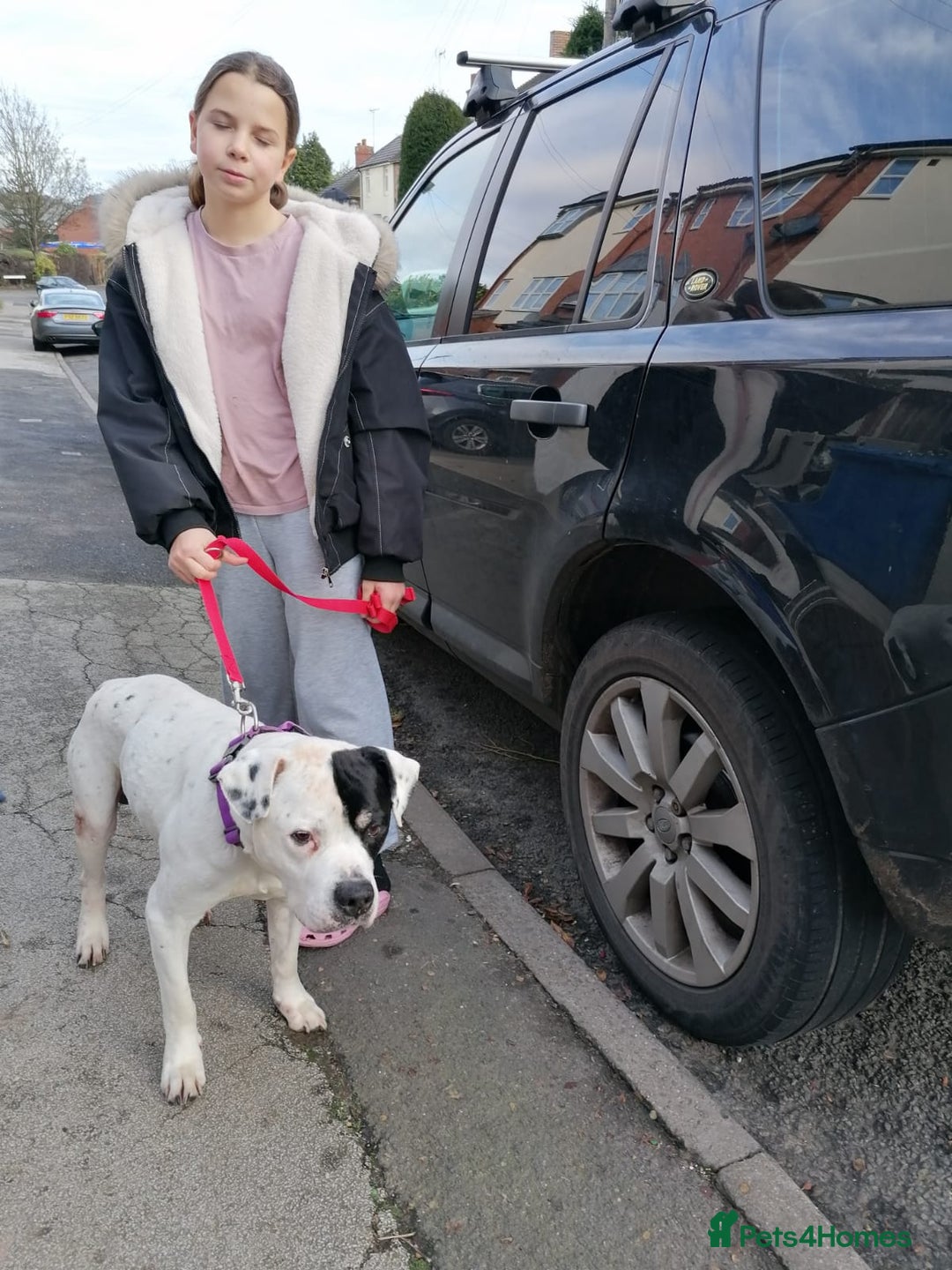 Mixed Breed dogs for adoption: 💙Ghost💙 12 yo rescued from horrific conditions - Advert 8
