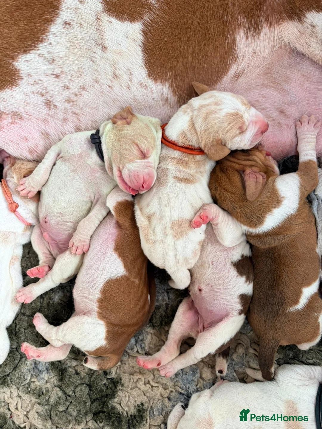 Bracco Italiano dogs for sale: One female puppy available for reservation  - Advert 29