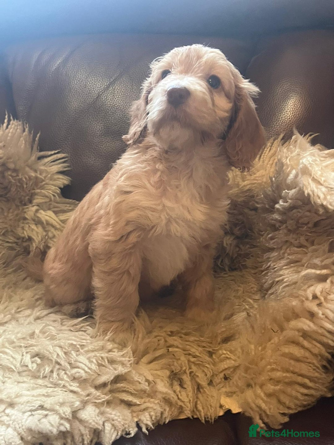 Cockapoo dogs for sale: Cockapoo puppies  - Advert 8