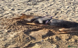 German Shepherd dogs for sale: Bella is looking for forever home - Image 16