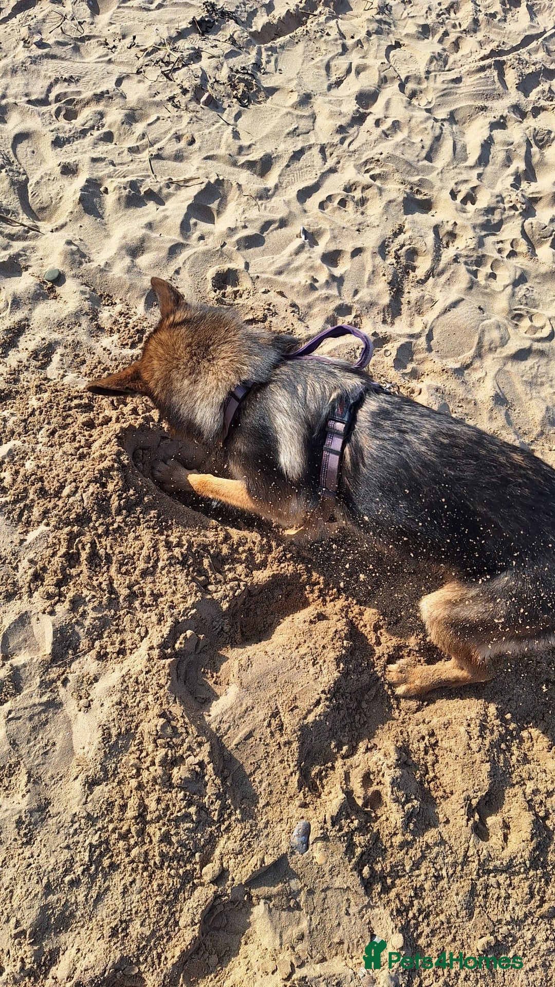 German Shepherd dogs for sale: Bella is looking for forever home - Image 16