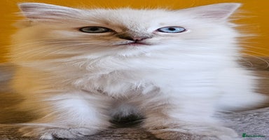 Ragdoll cats - Advert 16