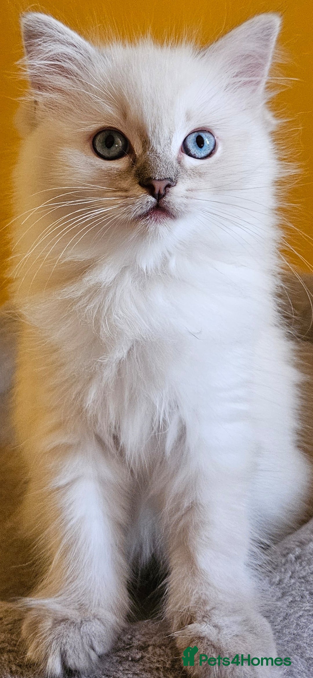 Ragdoll cats for sale: Tica registered Grand Champion Ragdoll kittens  - Image 3