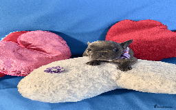 French Bulldog dogs for sale: Adorable Puppies Looking for a New Home! - Image 17