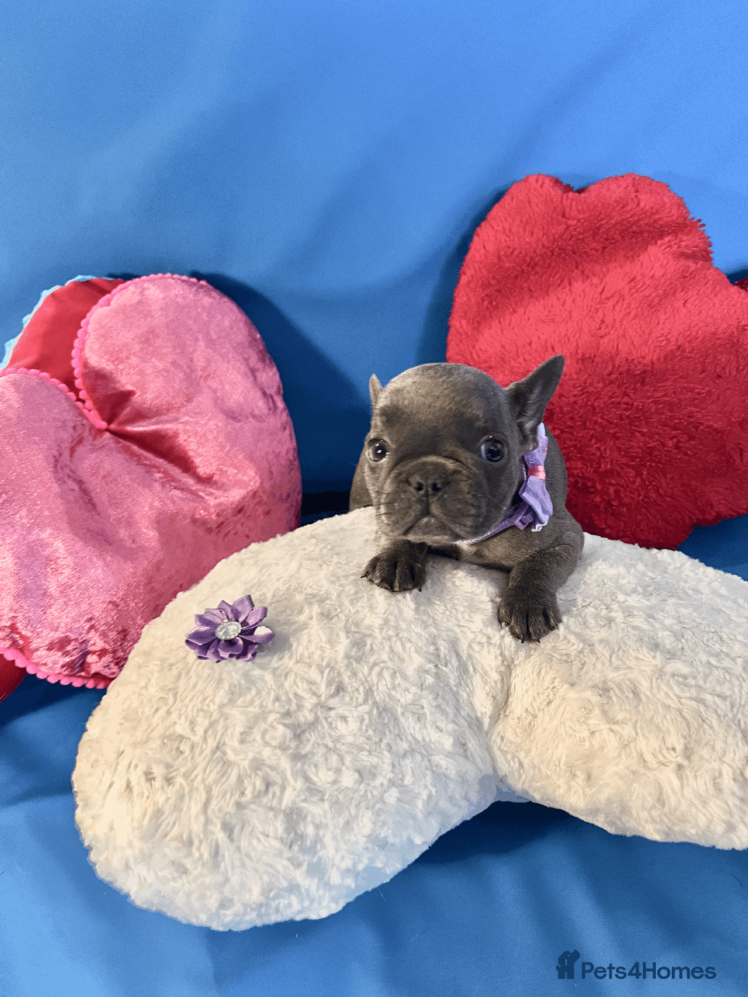 French Bulldog dogs for sale: Adorable Puppies Looking for a New Home! - Image 17