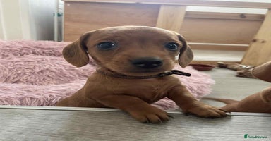 Miniature Dachshund dogs Beautiful Miniature Dachshund Puppies - Advert 1