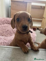 Miniature Dachshund dogs Beautiful Miniature Dachshund Puppies - Advert 1