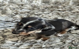 Miniature Dachshund dogs for sale: Miniature Dachshund puppies - Image 9