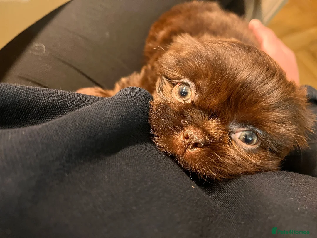 Shih Tzu dogs for sale: 💙3 shihtzu boys available now💙 - Advert 14