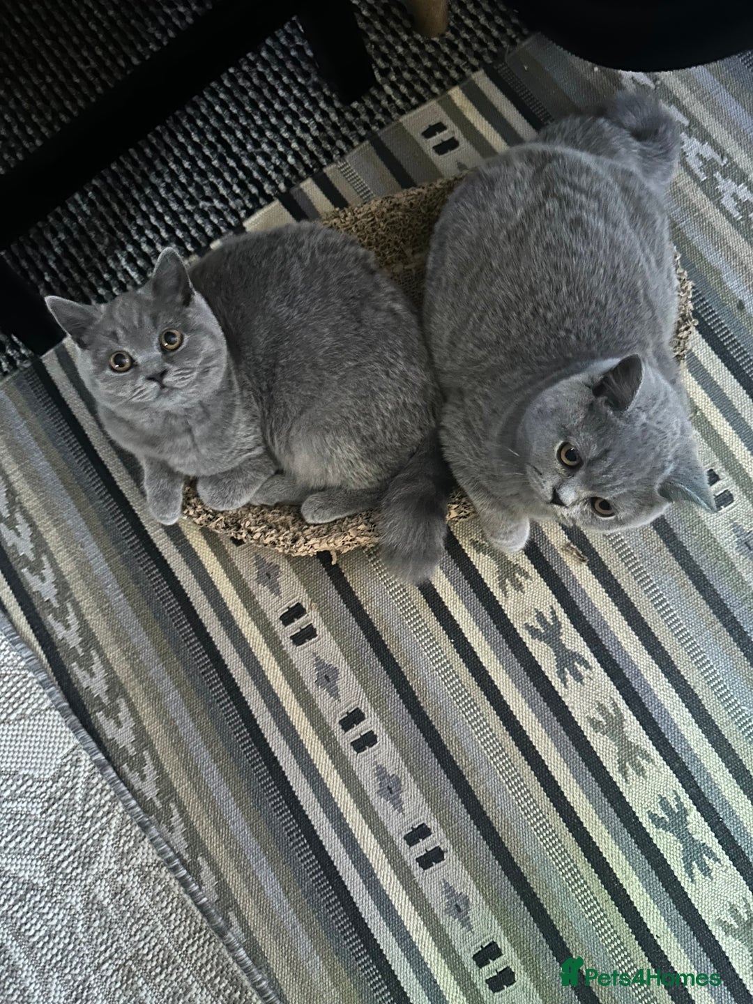 British Shorthair cats for sale: British Shorthair GCCF Registered Kittens  - Advert 7