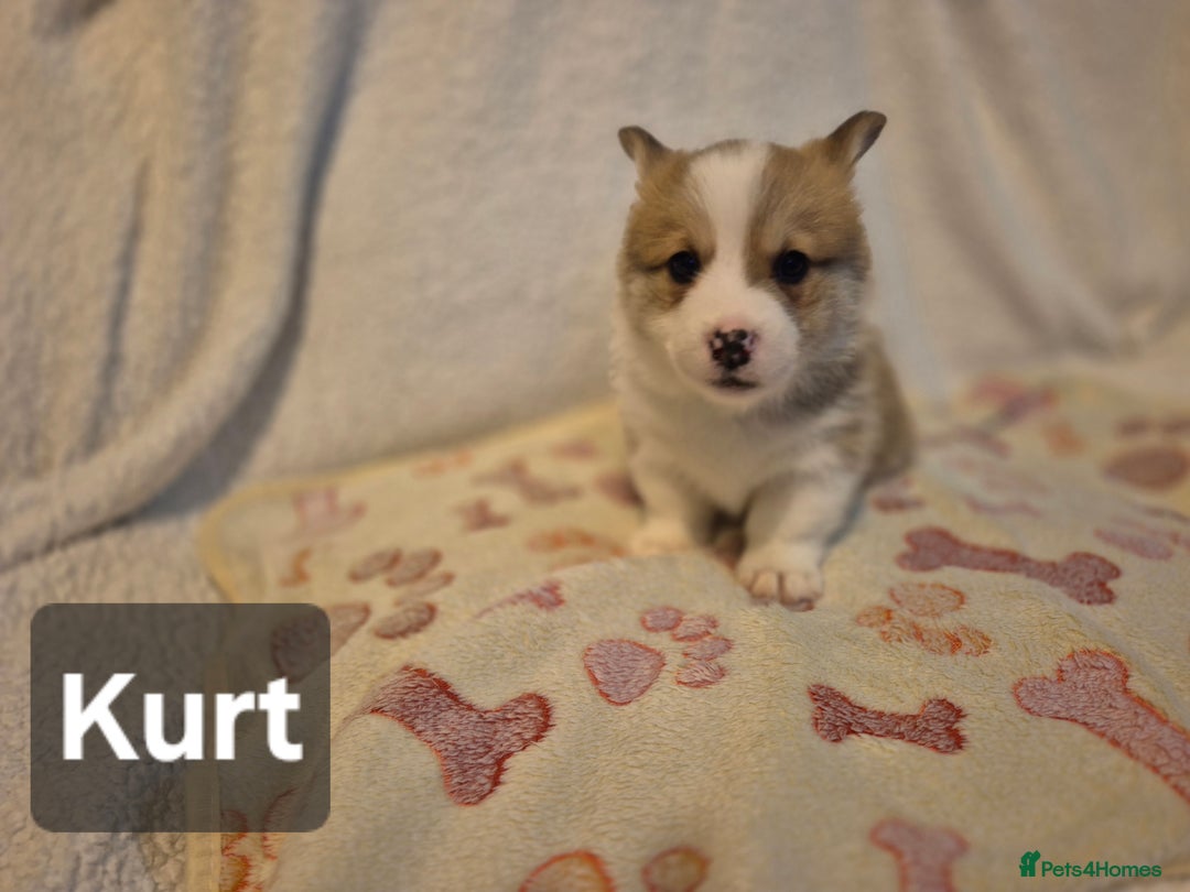 Welsh Corgi Pembroke dogs for sale: 8  Wales Pembroke Corgi puppy's - Advert 23