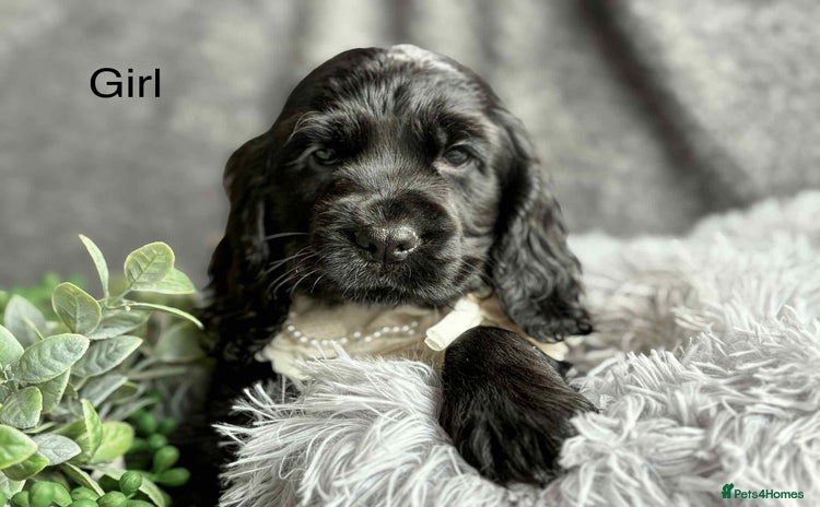 Cocker Spaniel dogs - Advert 3