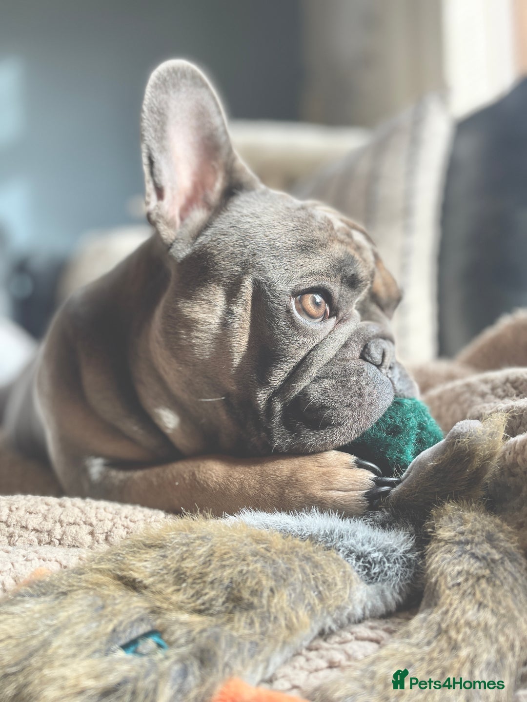 French Bulldog dogs for sale: Fawn/Blue Male French Bulldog - Advert 1
