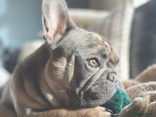 French Bulldog dogs Fawn/Blue Male French Bulldog - Advert 1