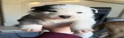 Mixed Breed dogs for sale: Puppies mixed bread  in Stoke-on-Trent - Advert 25
