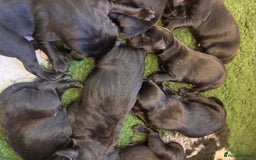Labrador Retriever dogs for sale: Labrador retriever puppies  - Image 9