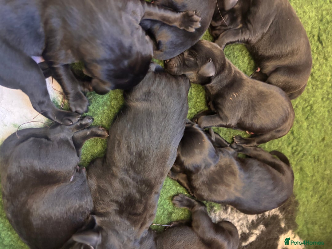 Labrador Retriever dogs for sale: Labrador retriever puppies  - Image 9
