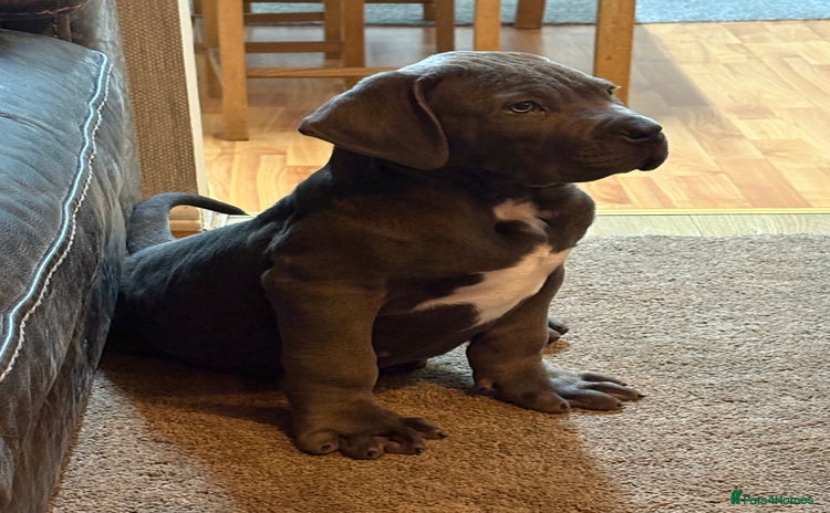 Boerboel dogs EXCEPTIONAL NABBR REGISTERED PUPPIES!  - Advert 4