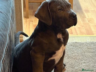 Boerboel dogs EXCEPTIONAL NABBR REGISTERED PUPPIES! - Advert 4