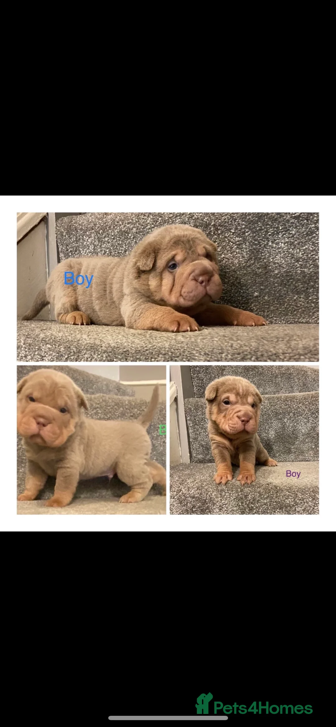 Shar Pei dogs for stud: kc reg health tested bva eye tested  in Sunderland - Advert 8