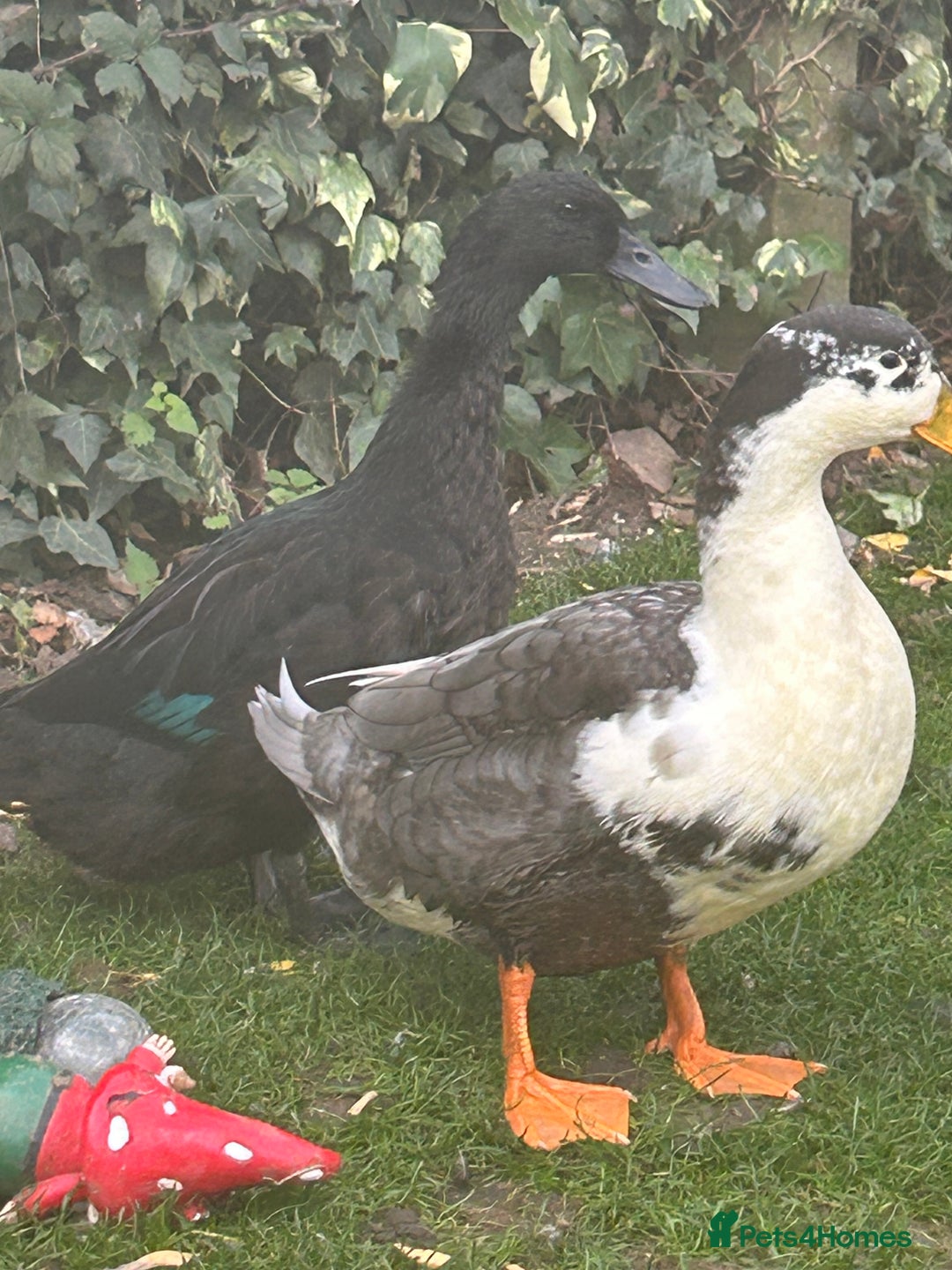 Ducks poultry for sale: 4 ducks for sale  - Image 4