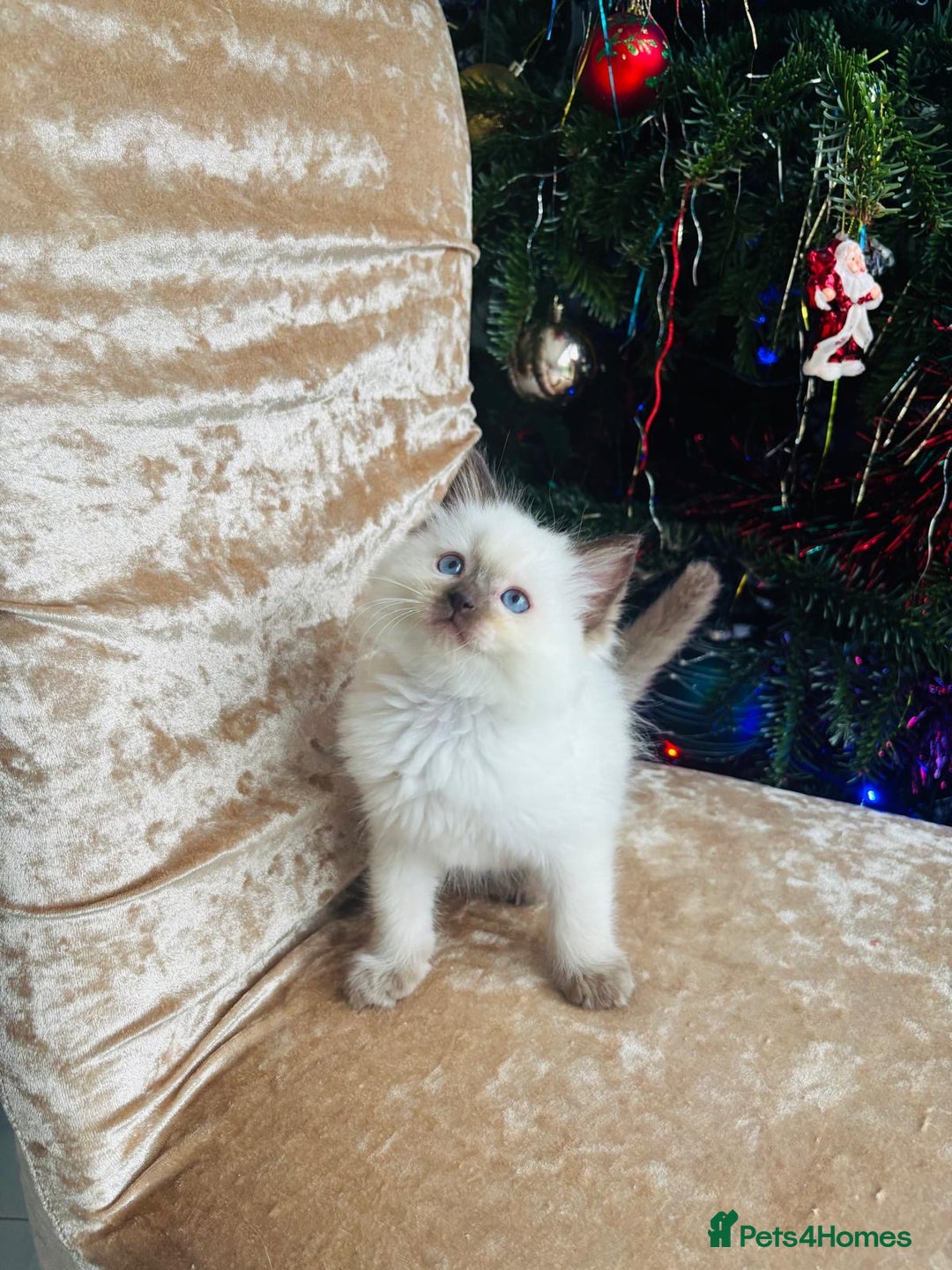 Ragdoll cats for stud: 🩵stormzy boy 🩵 - Image 6