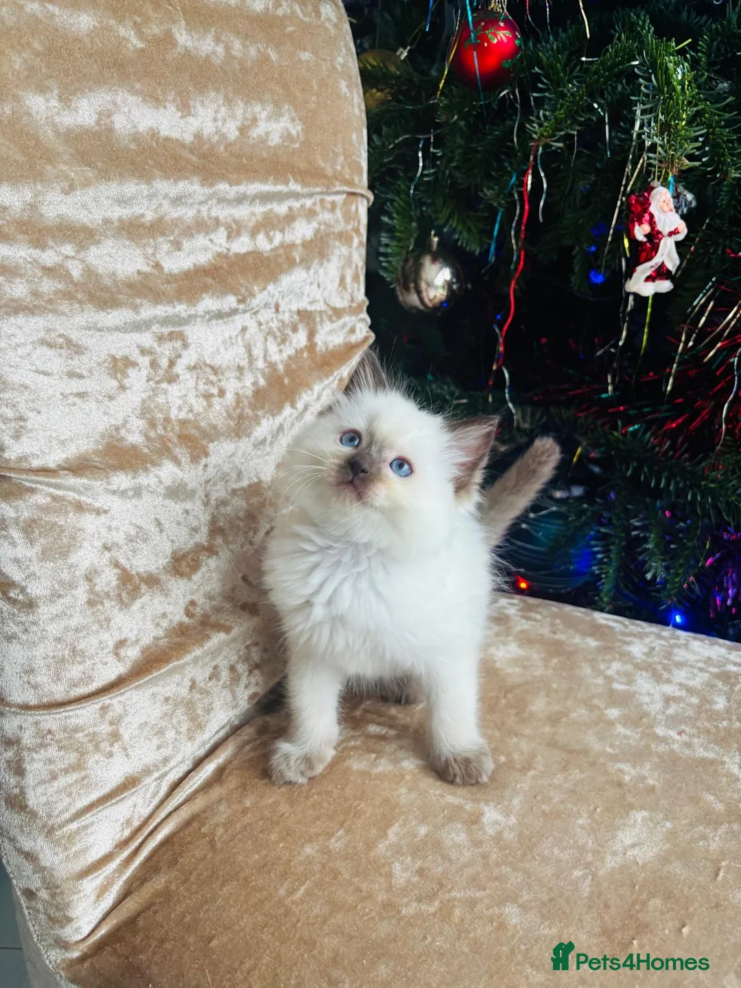 Ragdoll cats for stud: 🩵stormzy boy 🩵 - Advert 6