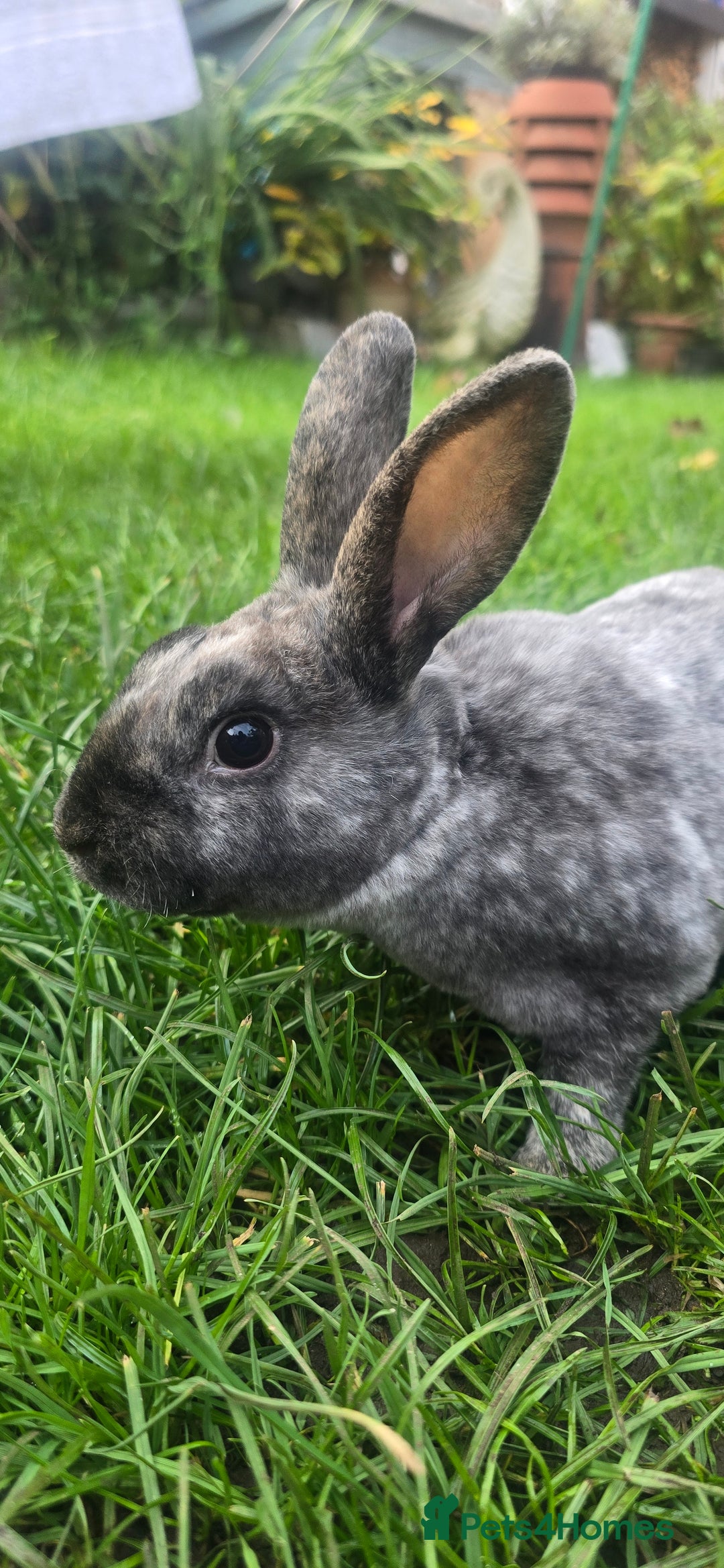 Rex rabbits for sale: 3 Mini rex 13 weeks old - Advert 2
