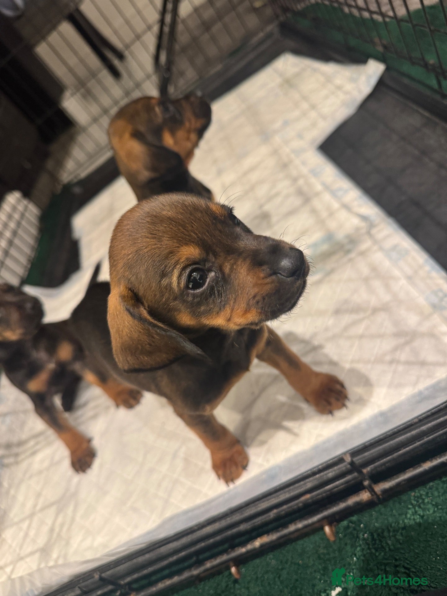 Mixed Breed dogs Mixed Breed Puppys  - Advert 2