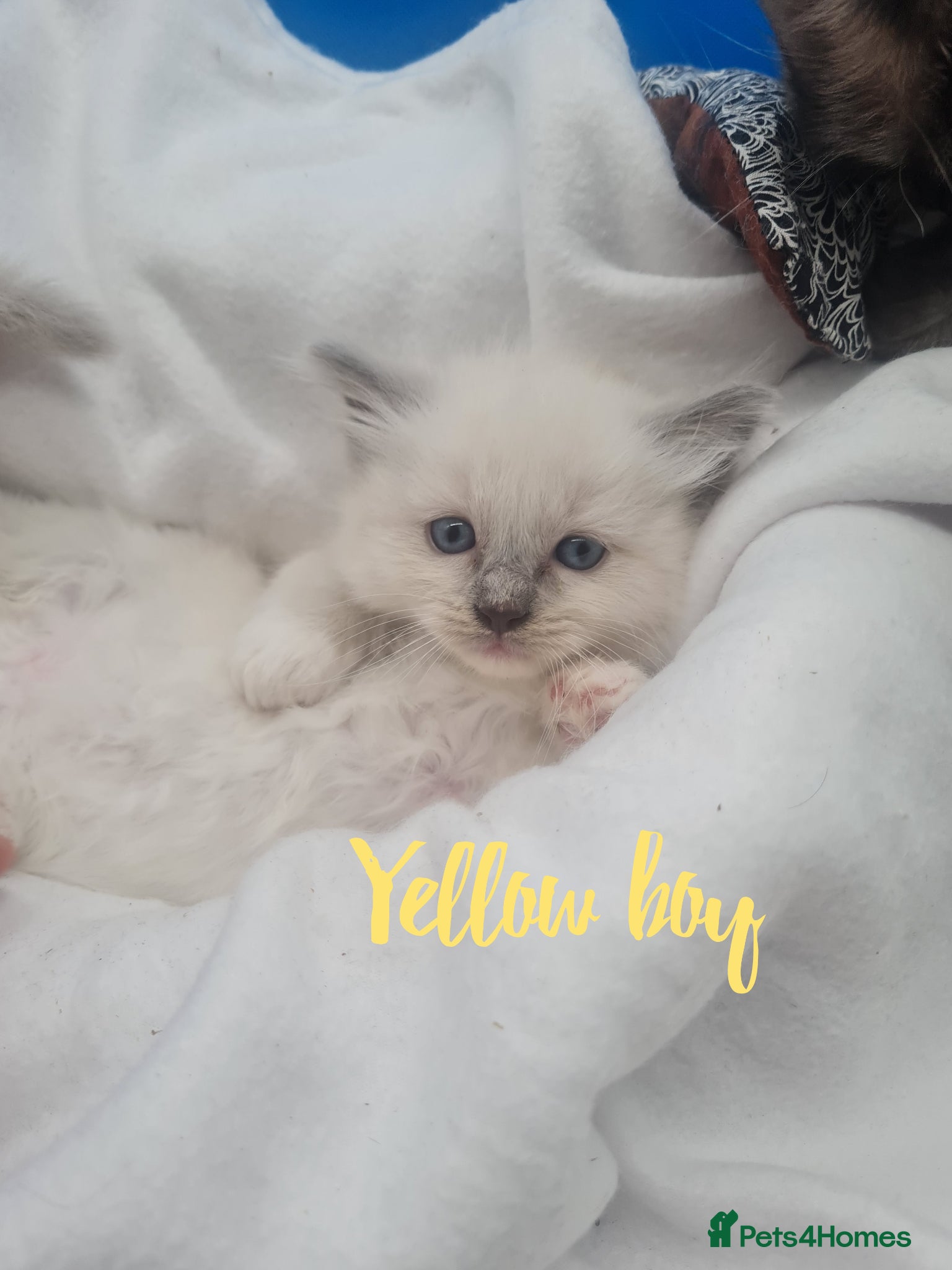 Ragdoll cats Ragdoll kittens for sale  - Advert 6