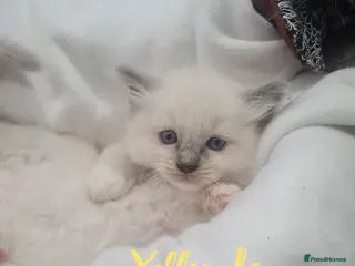 Ragdoll cats Ragdoll kittens for sale - Advert 5